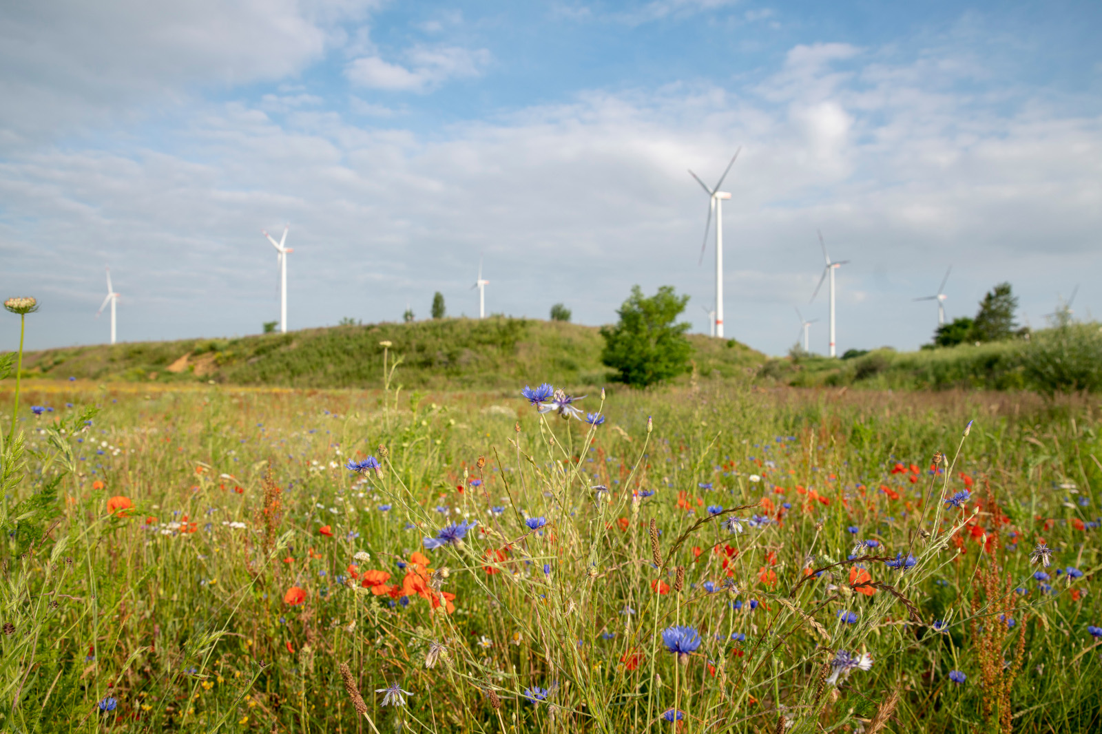 Ein lebendiges Feld mit Wildblumen, darunter blaue und rote Blüten, mit Windkraftanlagen im Hintergrund unter einem bewölkten Himmel.
