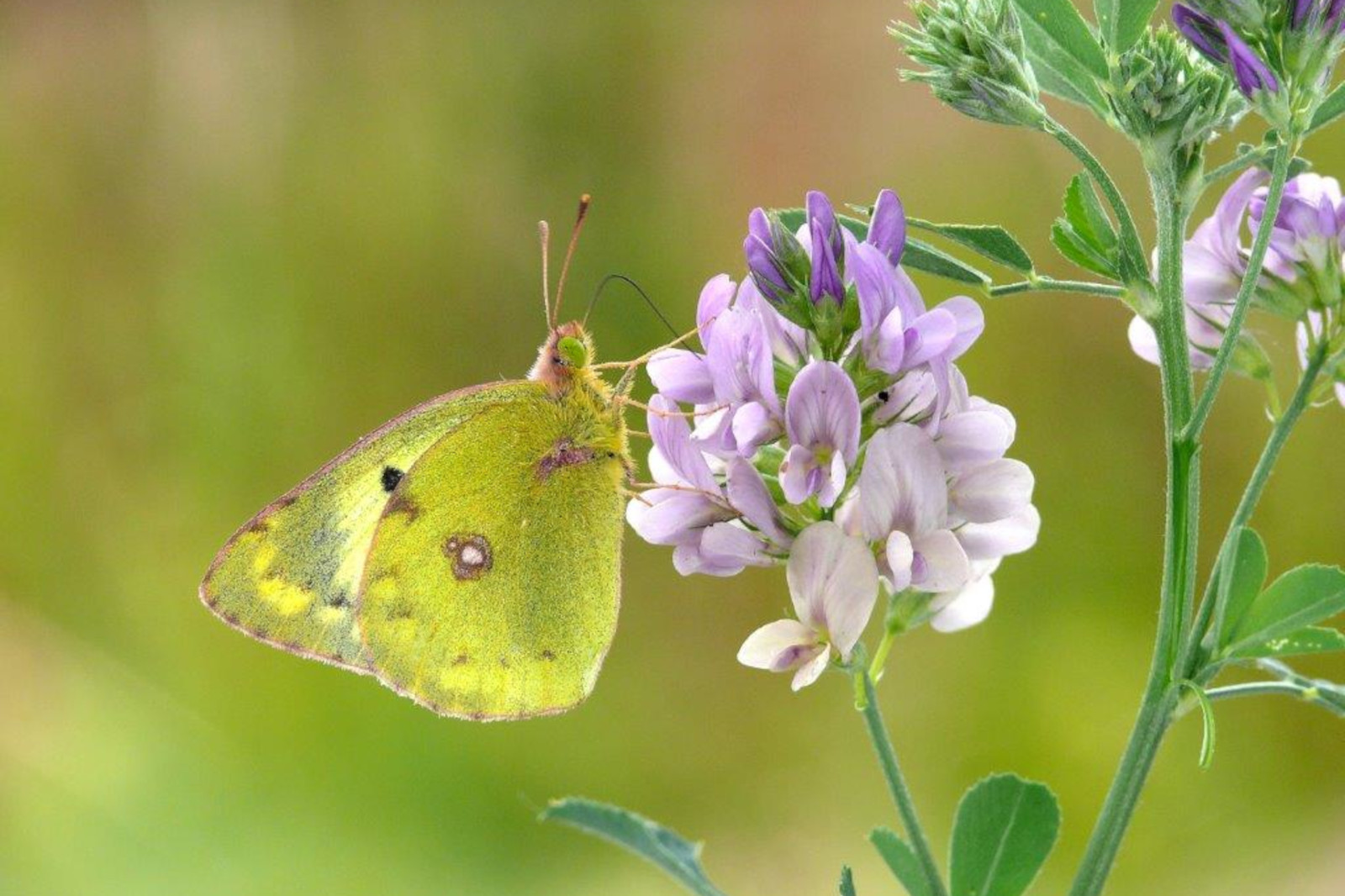 Ein gelb-grüner Schmetterling sitzt auf einem Haufen von lila und weißen Blumen in einer verschwommenen natürlichen Umgebung.