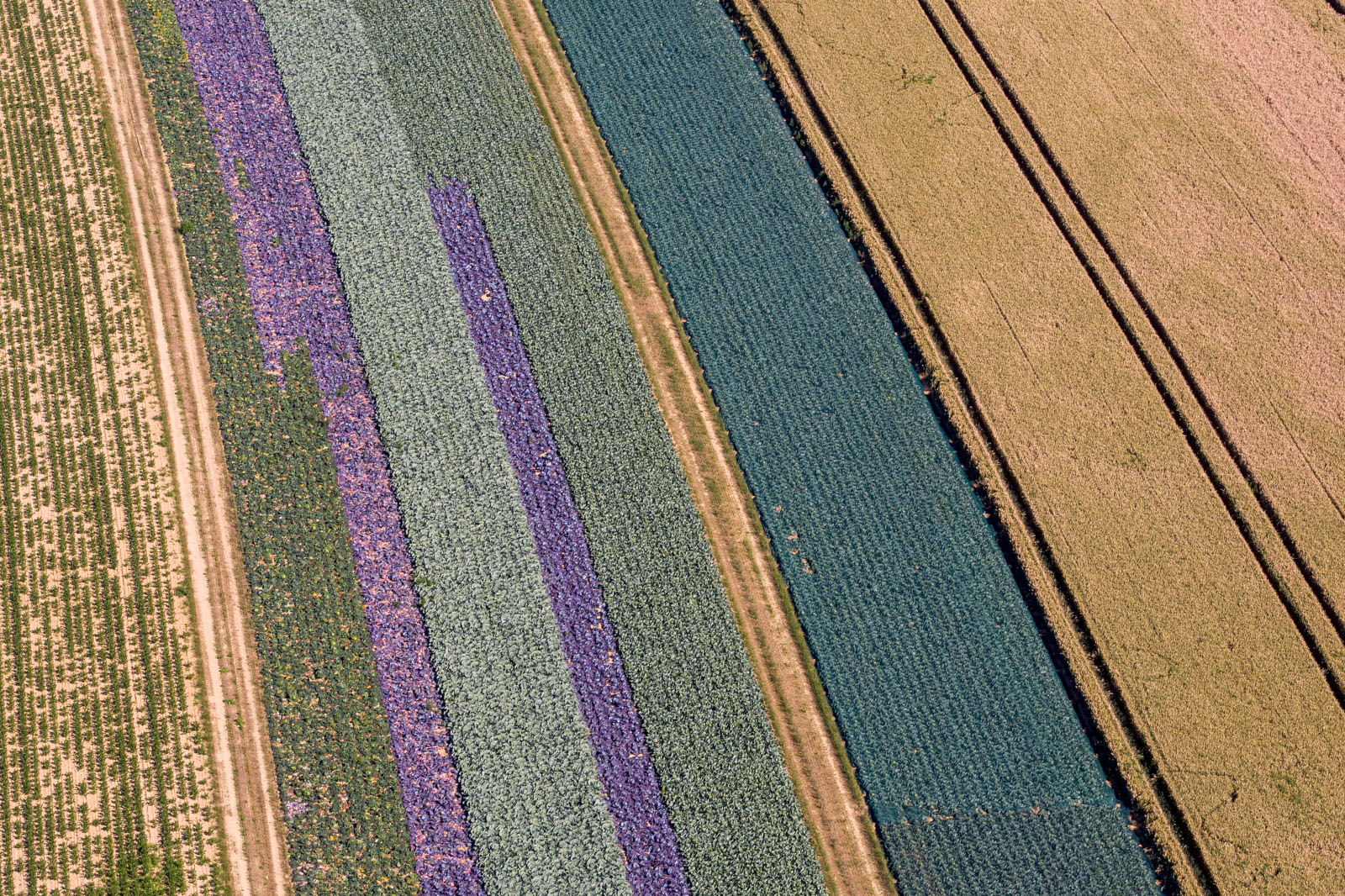 Luftaufnahme von bunten gestreiften Feldern mit grünen, lila und braunen Pflanzen in ordentlichen Reihen.