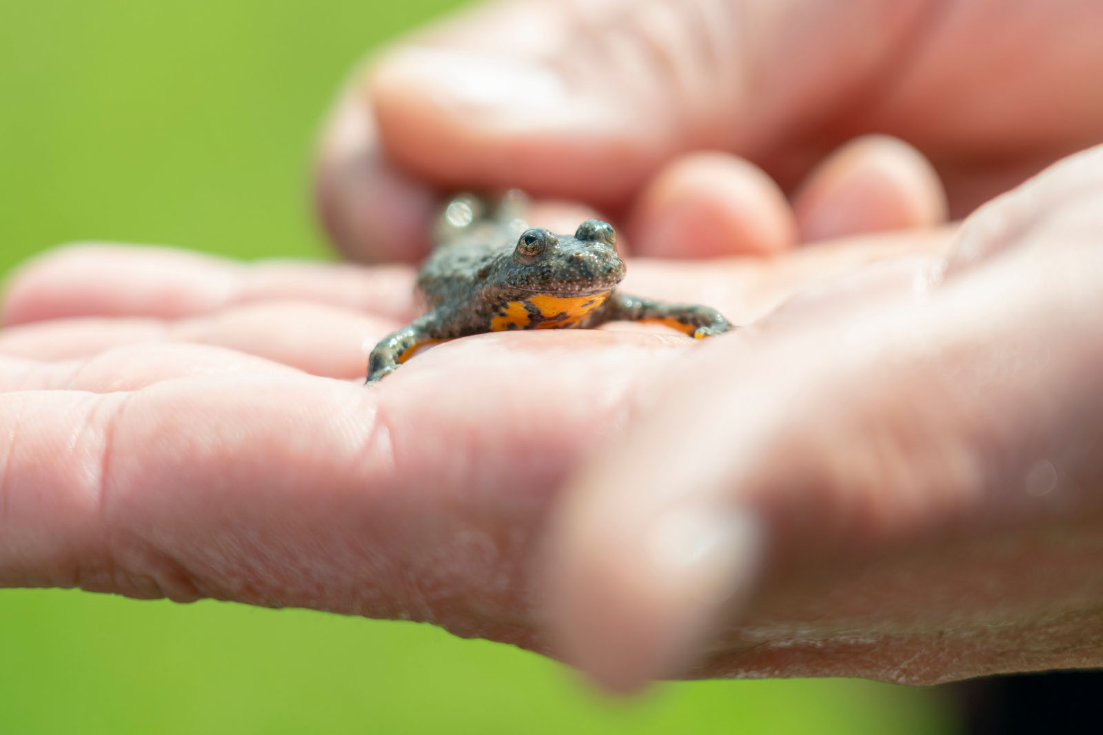 Eine Person hält einen kleinen Frosch in ihrer Handfläche, der seinen leuchtend gelb-orangefarbenen Bauch vor einem verschwommenen grünen Hintergrund zeigt.
