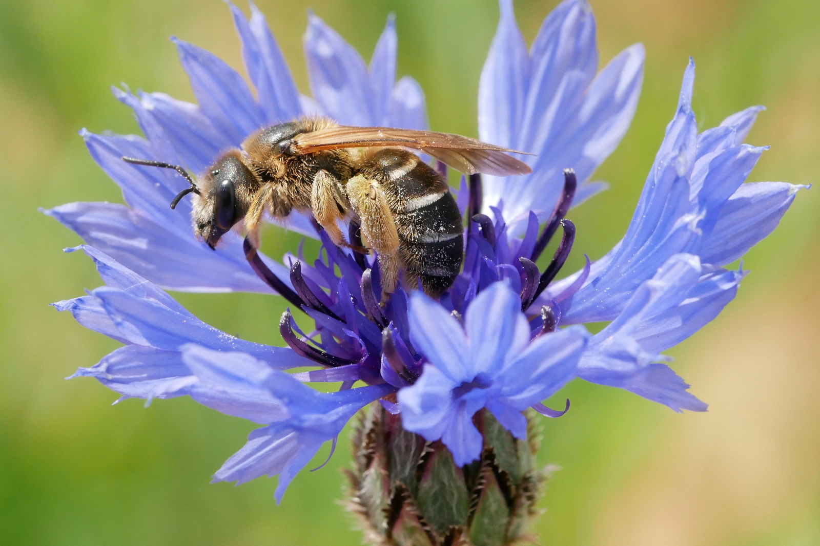 Eine Nahaufnahme einer Biene, die Nektar von einer lebhaften blauen Blume mit zarten Blütenblättern und komplexen Details sammelt.