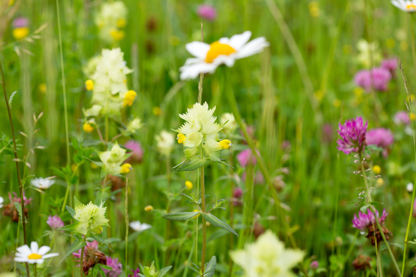 Eine üppige Wiese, gefüllt mit Wildblumen, darunter Gänseblümchen, Kleeblätter und gelb-grüne Pflanzen, die eine lebendige Szene schaffen.