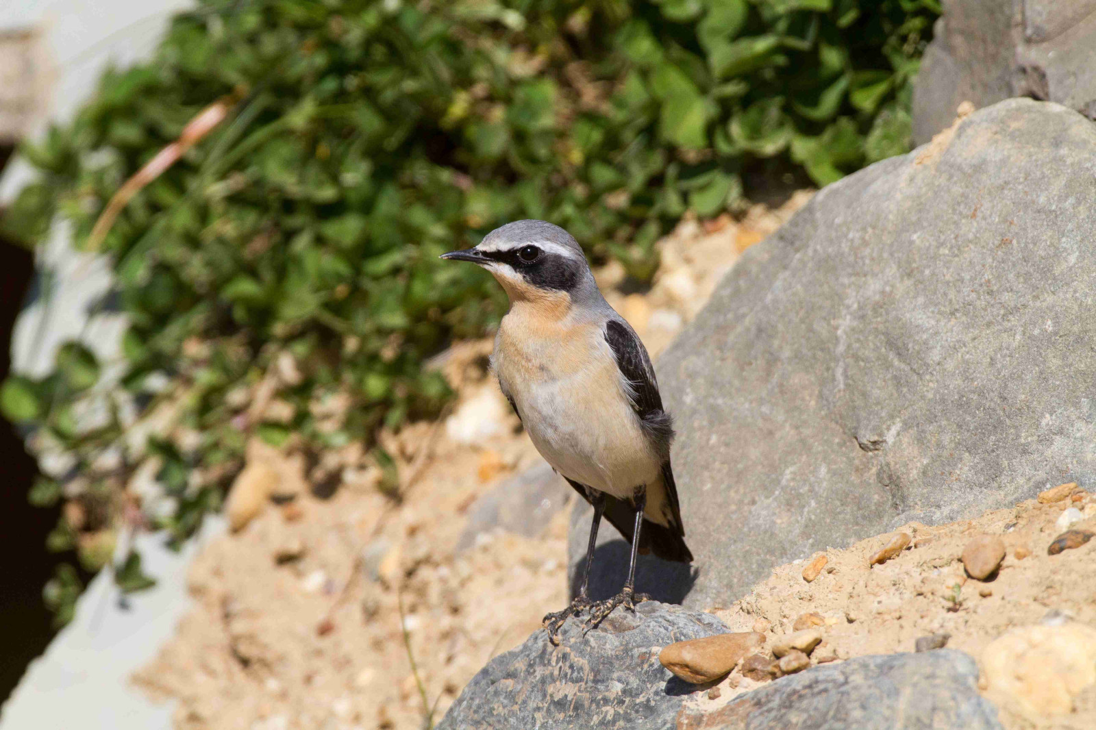 Ein kleiner Vogel mit grauem Kopf und Flügeln, der auf einem grauen Stein inmitten von sandigem Boden und grünem Laub steht.