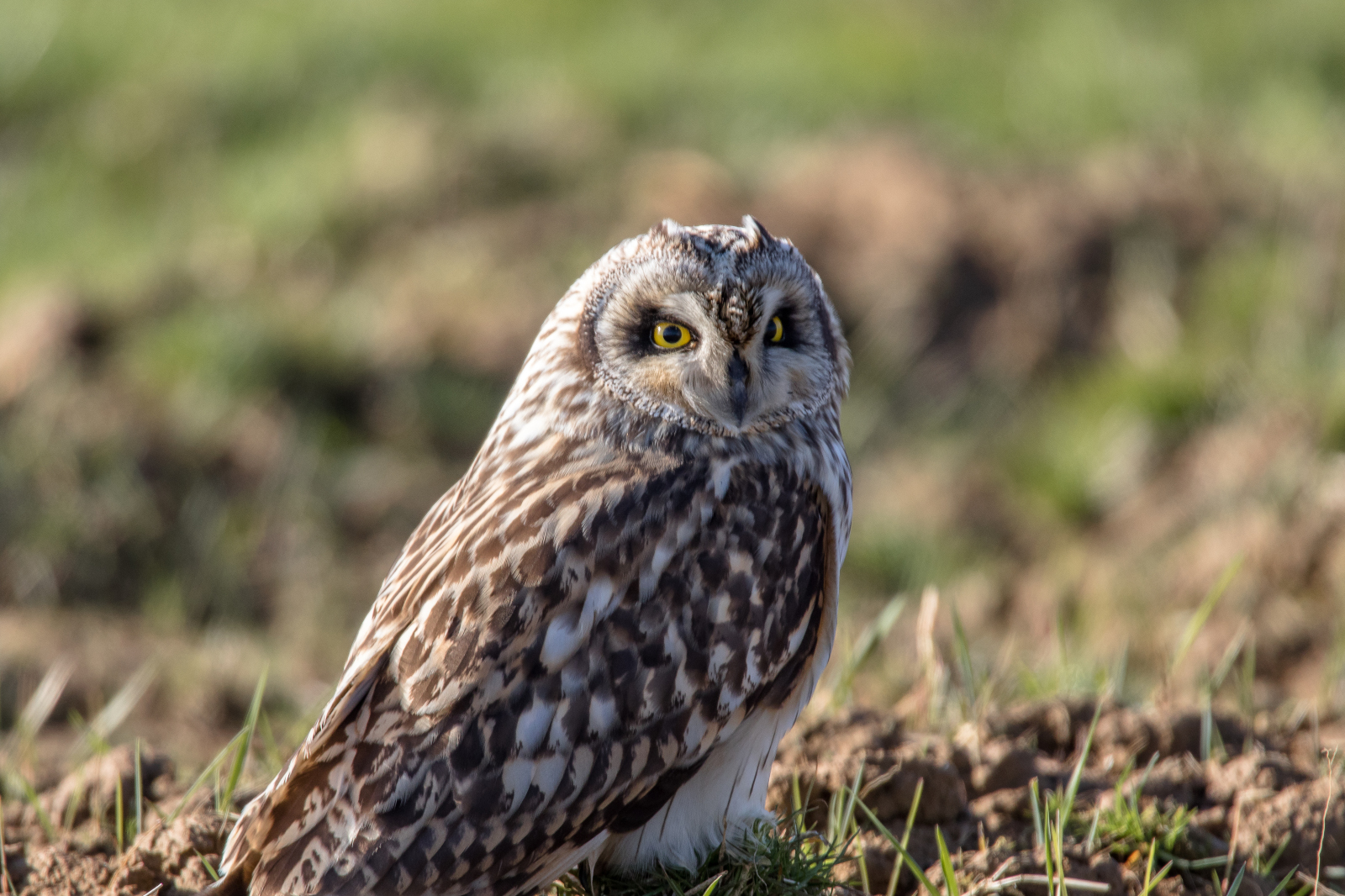 Eine Nahaufnahme einer Kurzohreule mit charakteristischen gelben Augen, die auf dem Boden zwischen Gras und Erde sitzt.