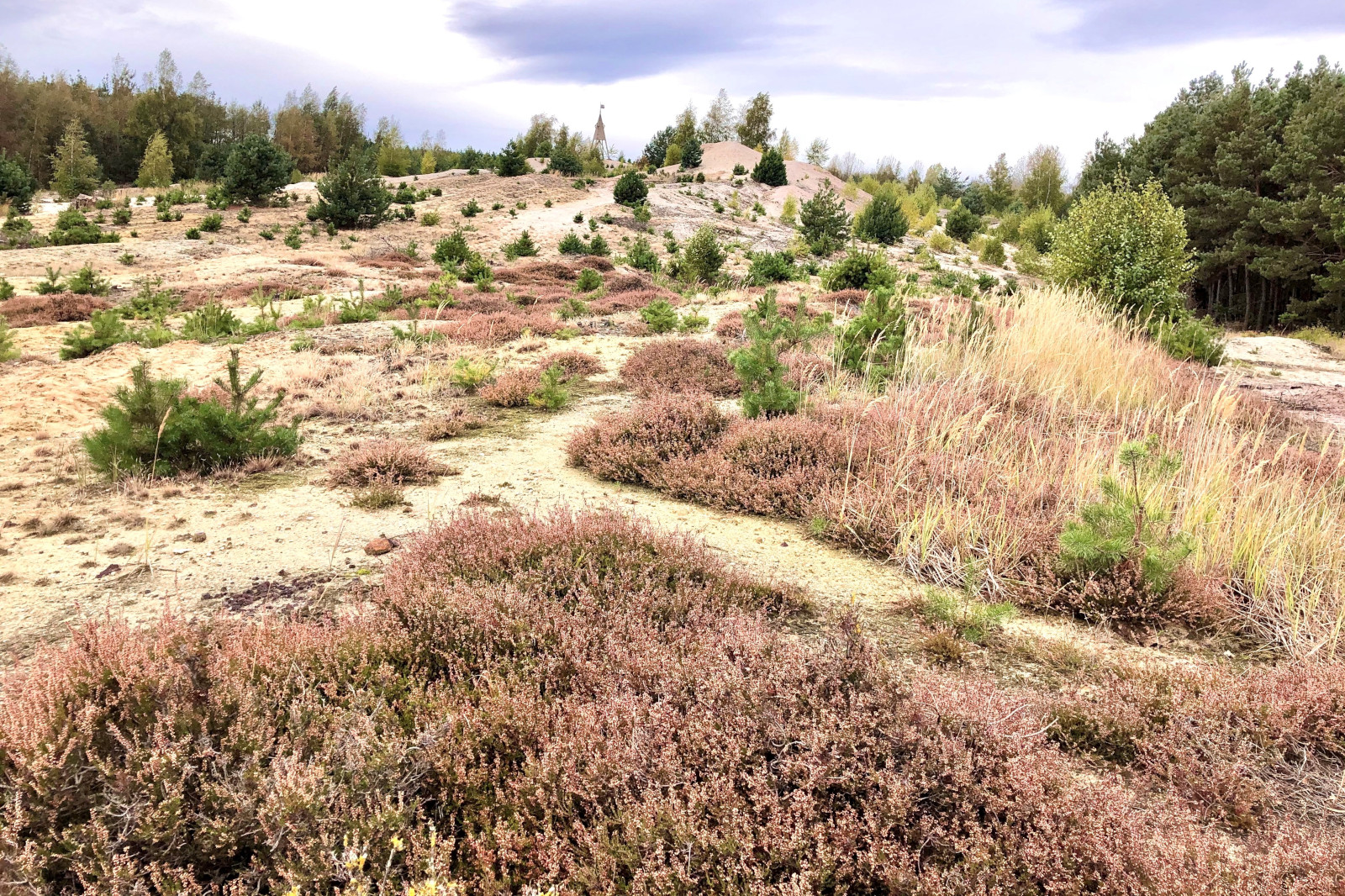 Eine Landschaft mit spärlicher Vegetation, darunter niedrige lila Heidekraut und kleine grüne Kiefern unter einem bewölkten Himmel.