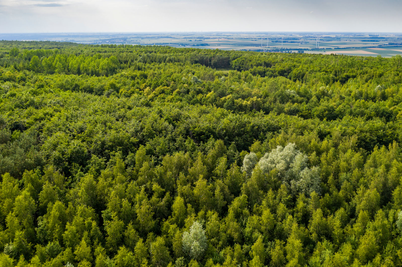 Luftaufnahme eines üppigen grünen Waldes mit verschiedenen Schattierungen von Baumlaub und entfernten Feldern unter einem bewölkten Himmel.