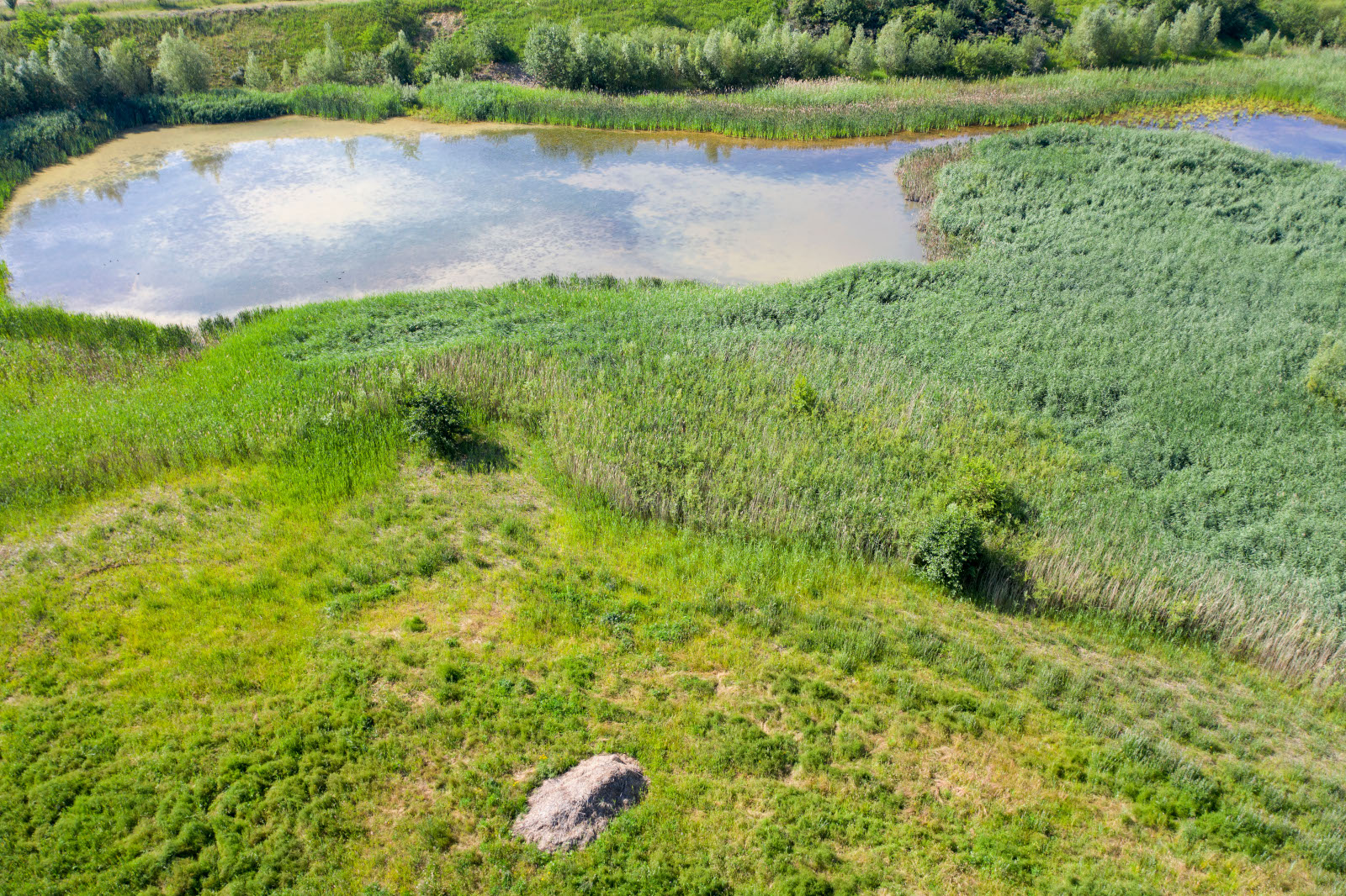 Vogelperspektive auf einen ruhigen Teich, umgeben von üppigem Grün und hohen Schilfrohren, mit einer grasbewachsenen Fläche im Vordergrund.