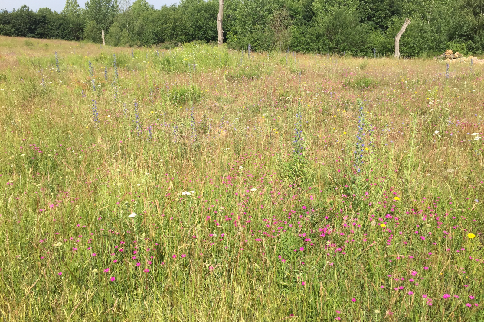 Eine lebendige Wiese mit verschiedenen bunten Blumen, grünem Gras und Bäumen im Hintergrund unter einem klaren Himmel.