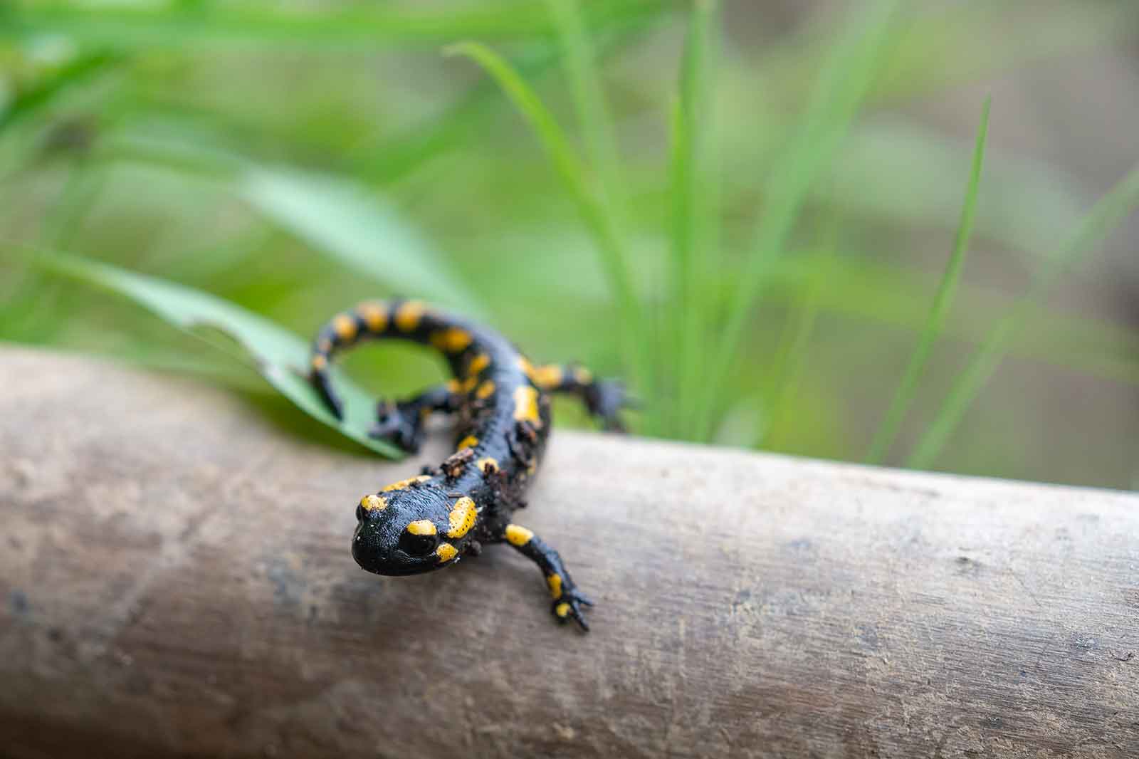 Ein schwarz-gelber Salamander liegt auf einem Holzstamm, umgeben von grünem Laub.