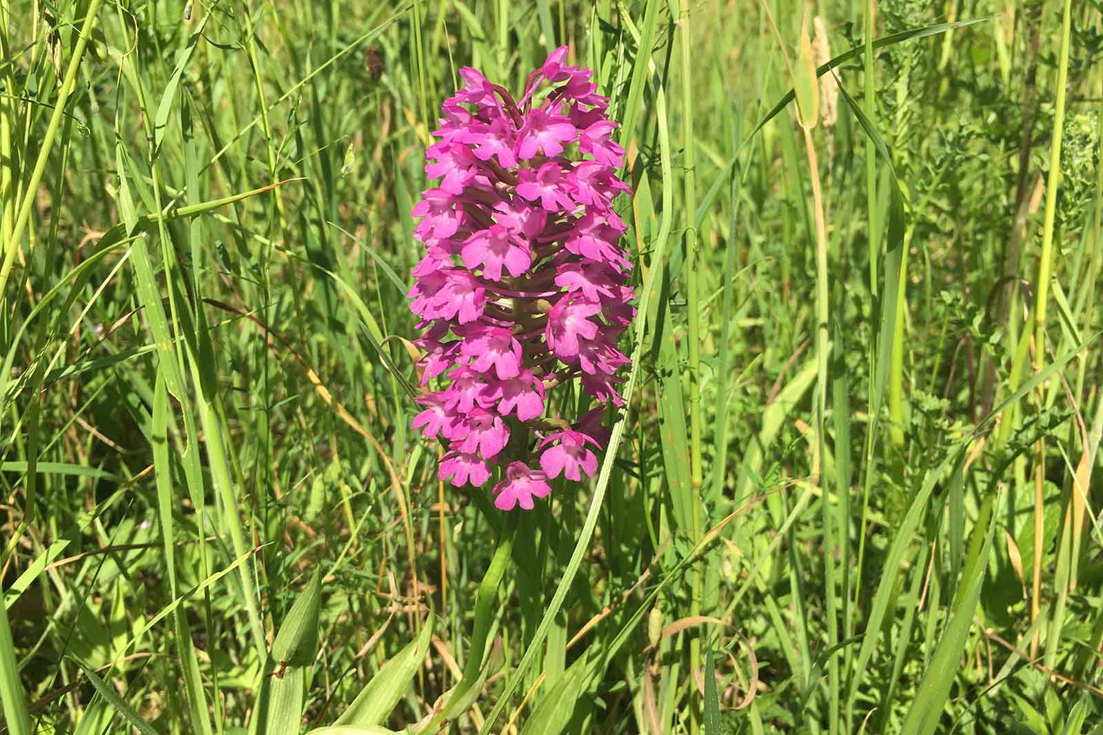 Eine lebhafte lila Orchidee blüht zwischen hohem, grünem Gras in einem sonnigen Feld.