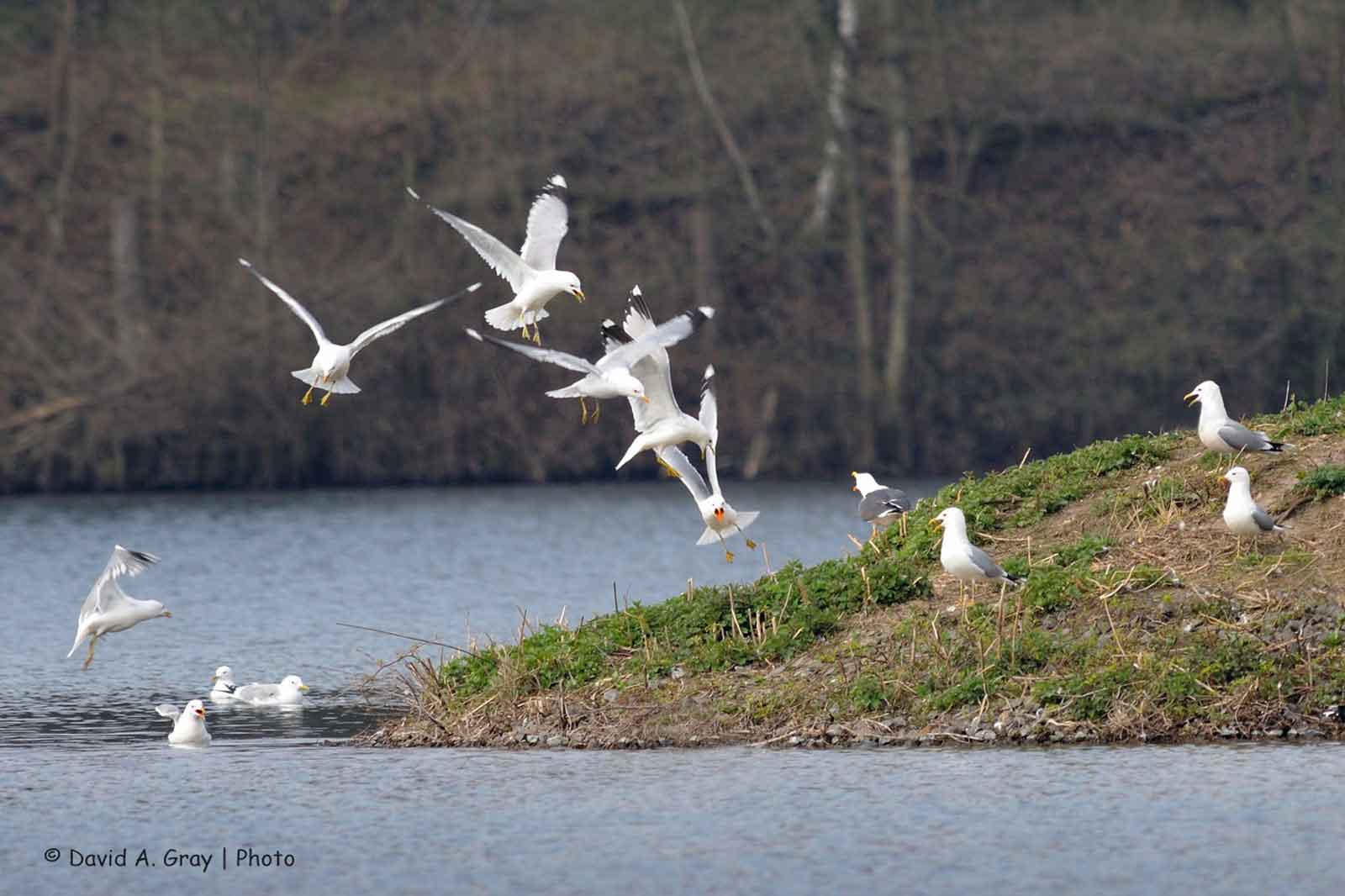 Eine Gruppe von Möwen fliegt über eine kleine Insel mit grünem Gras, während andere am Wasserrand sitzen.