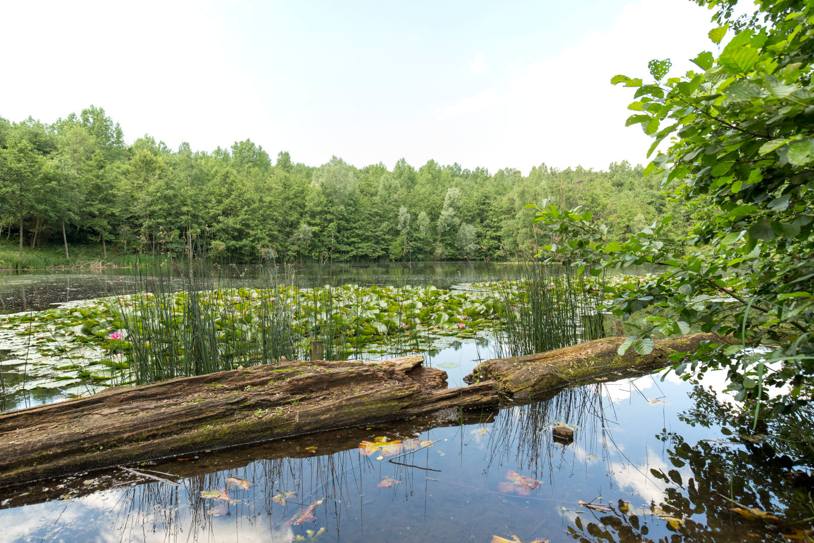 Ein ruhiger Teich, umgeben von üppigem Grün, mit Seerosen und einem umgestürzten Baum, der im Wasser gespiegelt wird.