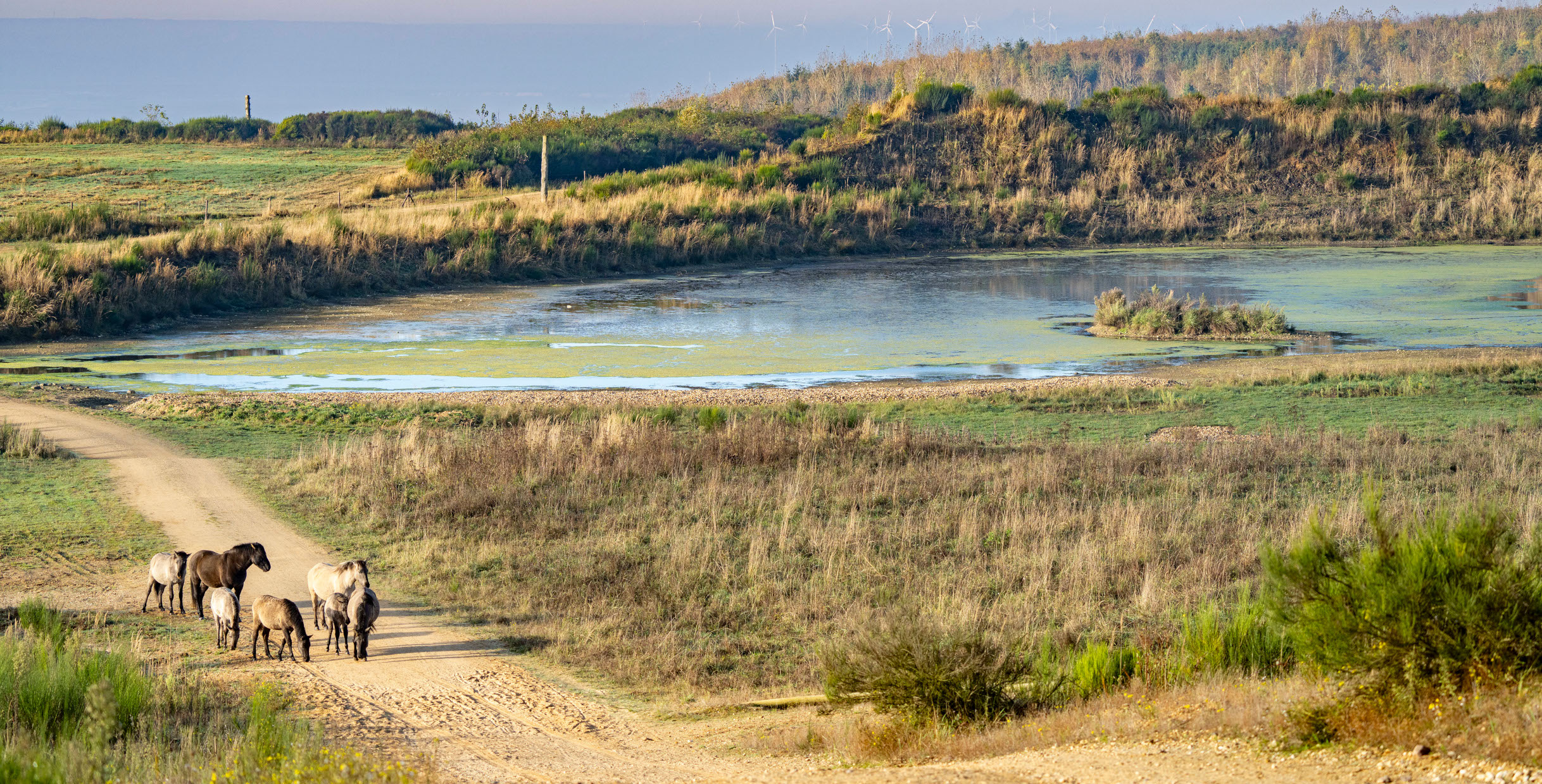 Eine Gruppe von Pferden grast an einem Teich mit grüner Vegetation und entfernten Windkraftanlagen unter einem klaren Himmel.