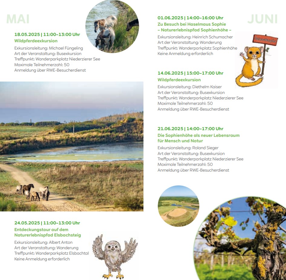 Ein grünes Eidechse auf einem Stein, mit Details zu geführten Naturtouren und Veranstaltungen im Mai und Juni.